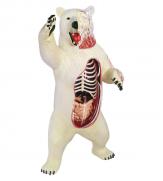 Объемная анатомическая модель Белый медведь