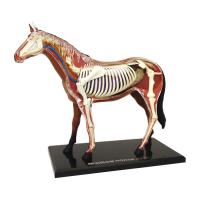 Объемная анатомическая модель Лошадь