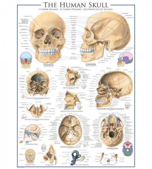 Пазлы Человеческий череп 1000