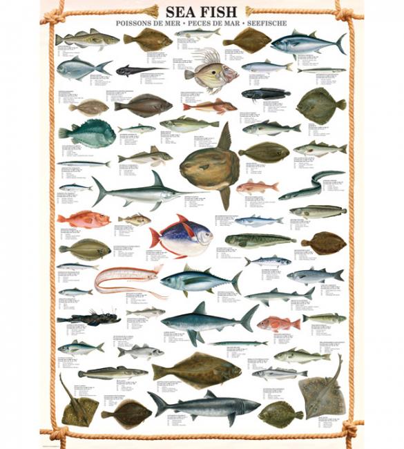 Пазлы Морские рыбы 1000