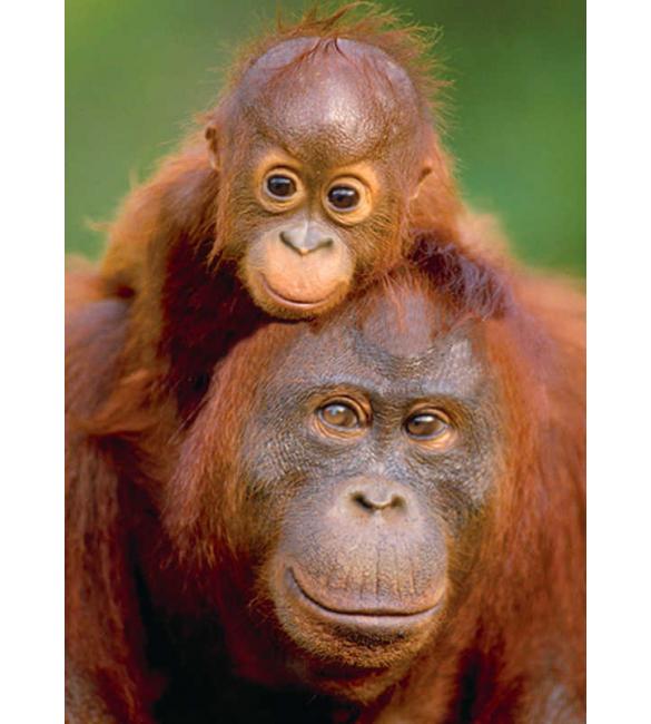 Пазлы Орангутанг с детенышем 100